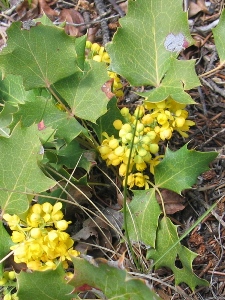 Mahonia repens